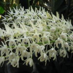 Den. speciosum デンドロビューム スペシオサム | 仙台洋ラン園