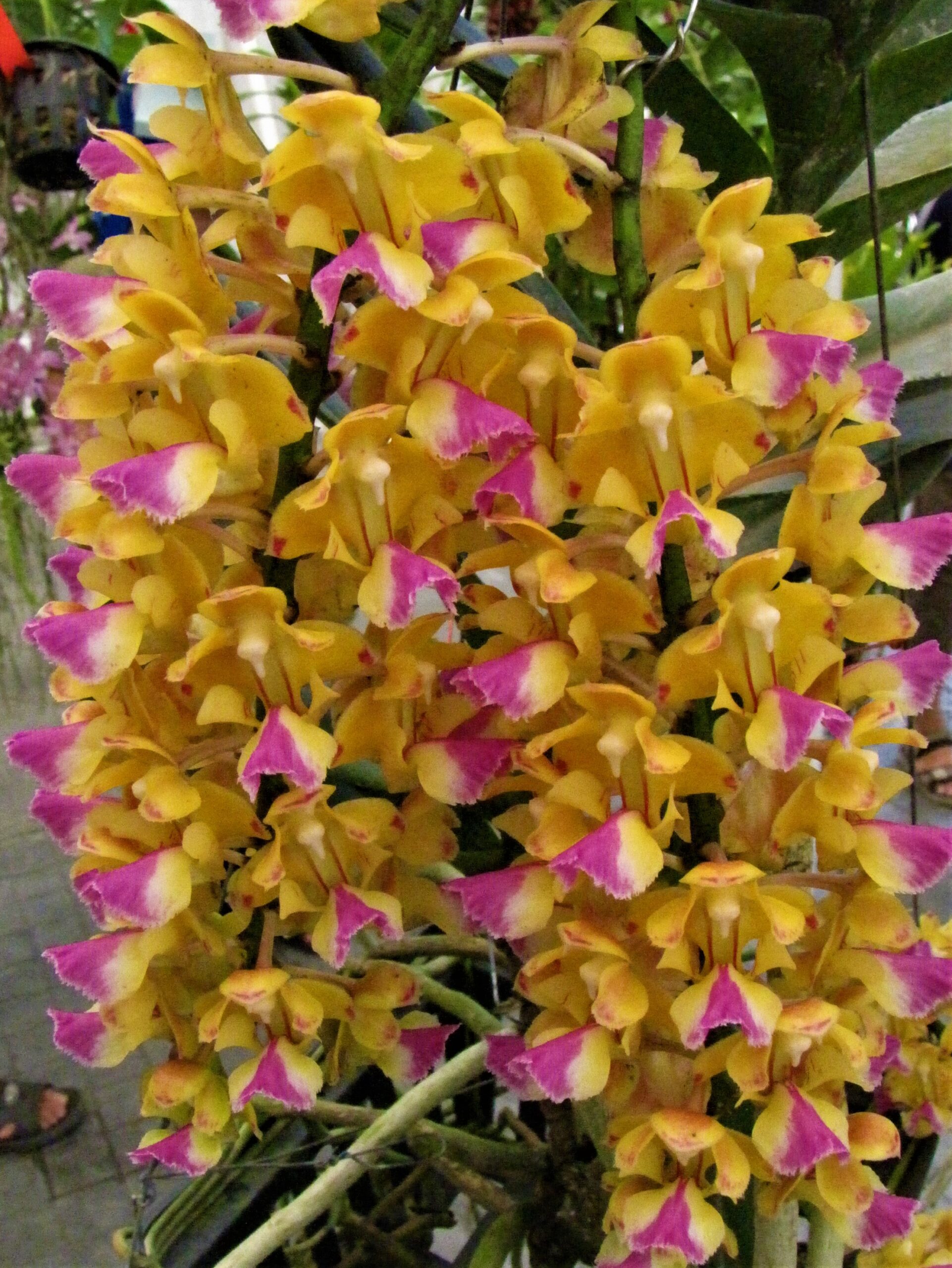 aerides-houlletiana-2024-8