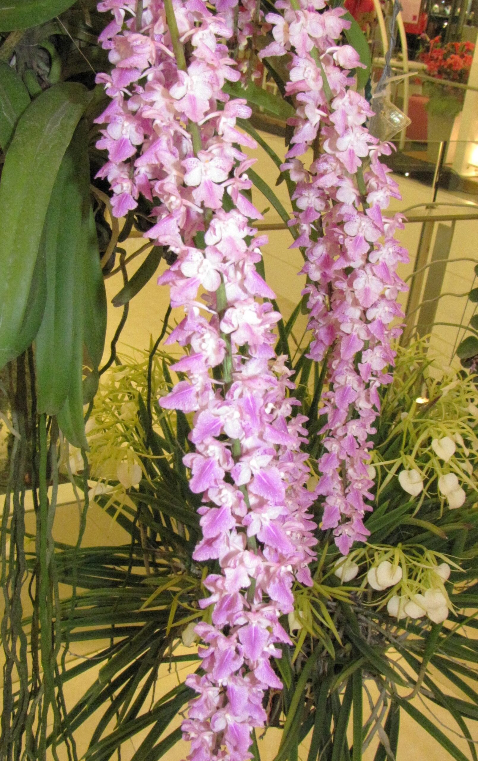 aerides-rosea-2024