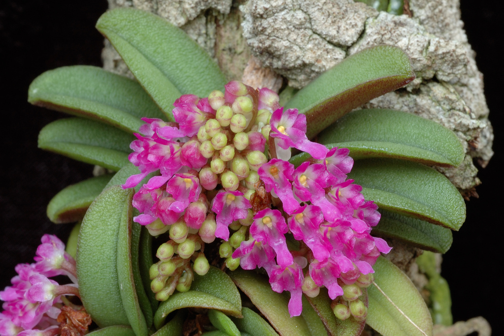 schoenorchis-fragrans2024-8