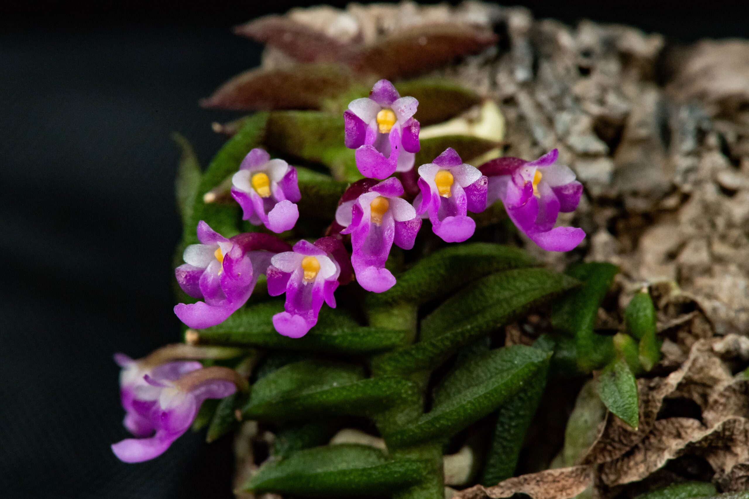 schoenorchis-scolopendria-2024-8-1